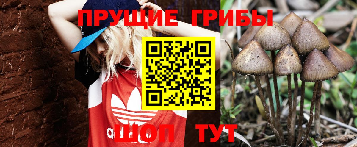 Псилоцибиновые грибы Psilocybe Реутов
